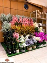 FLEUR EN POT FP-012
